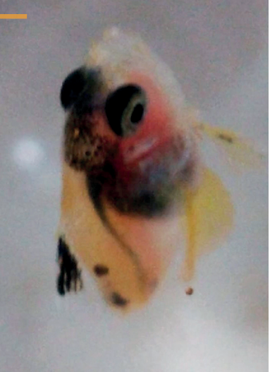 Figura 3. Larva de anthias cauda de lira Pseudanthias Squamipinnis 26 dias após a desova. © Biomarine