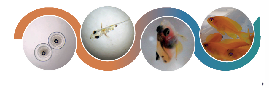  Figura 4. Desenvolvimento do anthias cauda de lira Pseudanthias Squamipinnis até a etapa de comercialização.