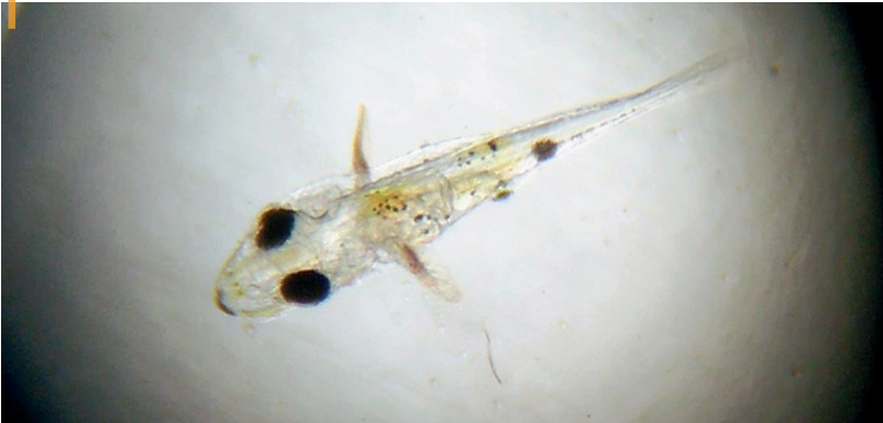 Figura 2. Larva de anthias cauda de lira Pseudanthias Squamipinnis sete dias após a desova, exibindo expressiva pigmentação. © Biomarine 